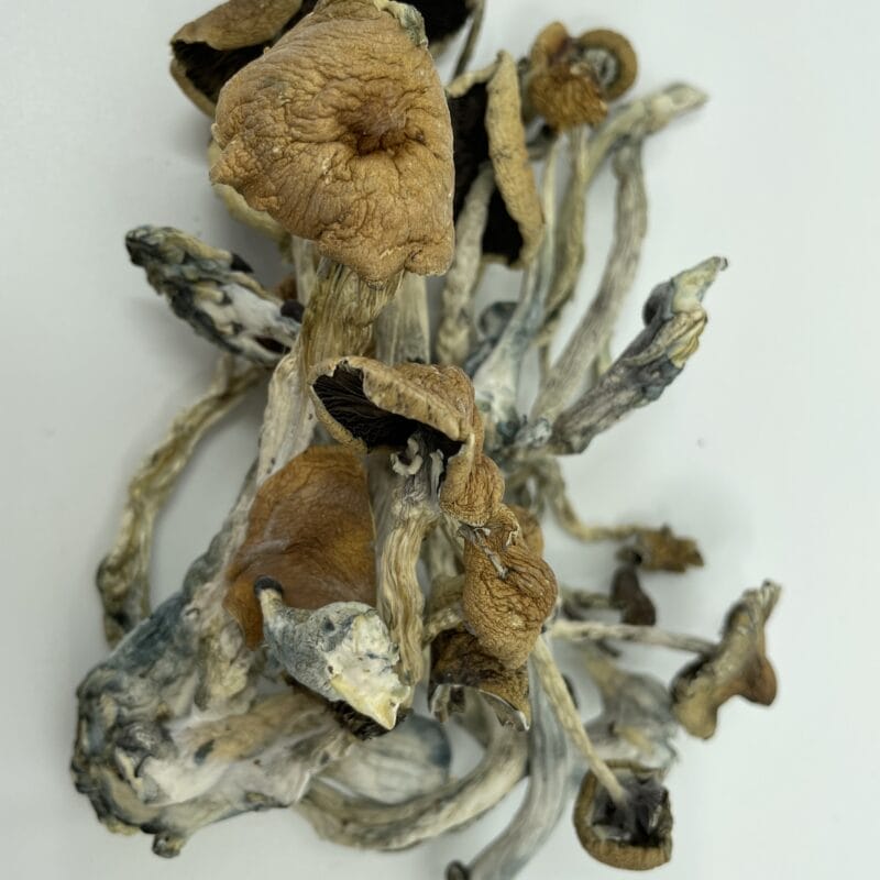 Golden Teachers
