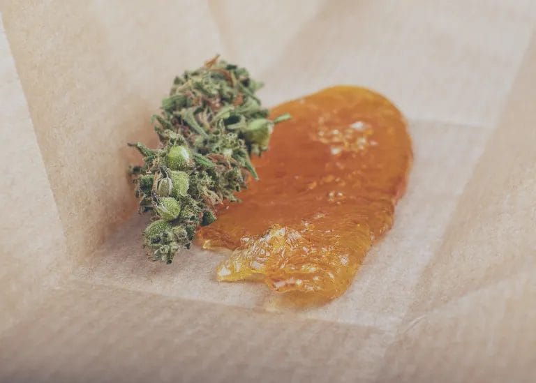 cannabis and shatter
