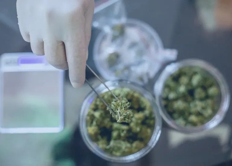 cannabis in a glass jar for research
