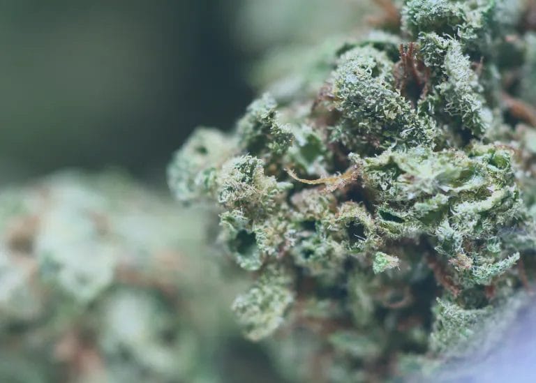 Perpetual Impacts of Cannabis Consumption