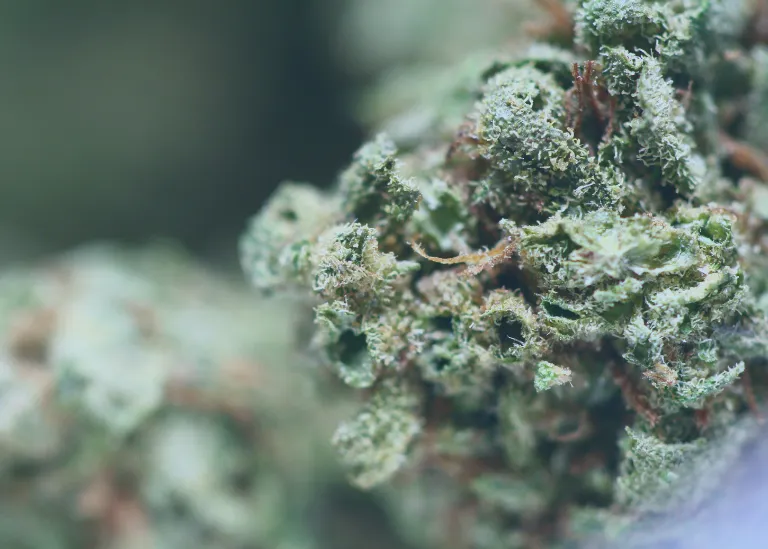 What Are The Major Effects Of Cannabis? 4 Perpetual Impacts of Cannabis Consumption