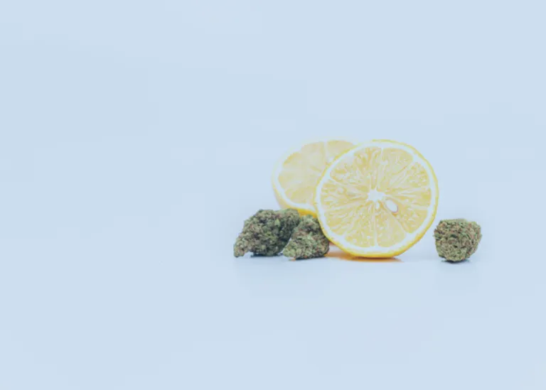Everything To Know About Terpenes 3 lemon and cannabis buds showing the lemon aroma of terpenes