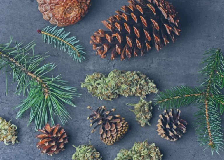 pine and cannabis buds showing an earthy aroma