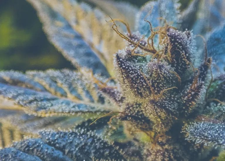 2. Marijuana Trichomes and THC