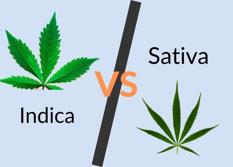 Indica vs Sativa: What’s The Difference?