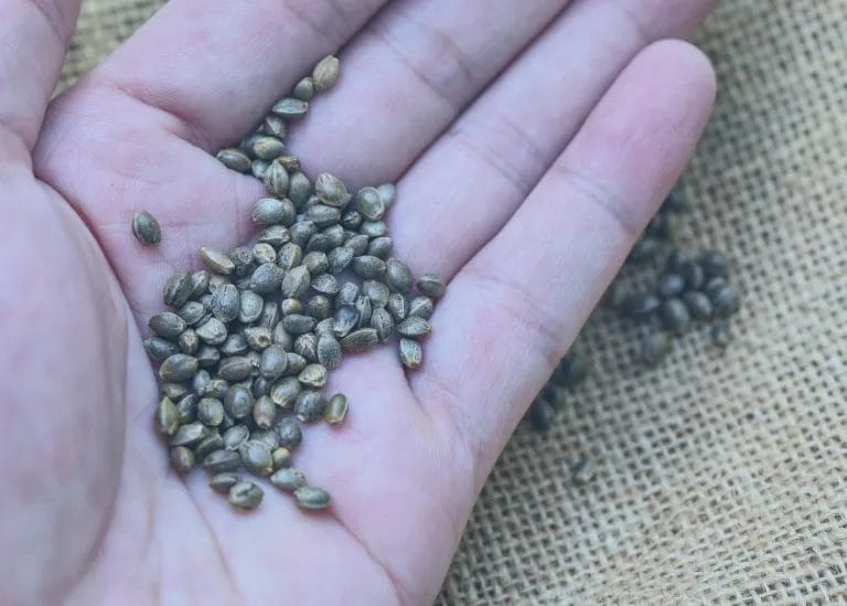 2. Types of Marijuana Seeds