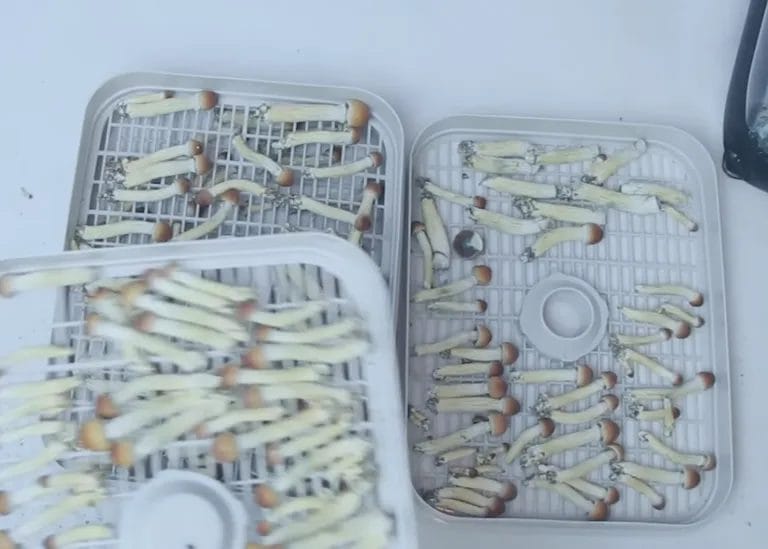 2. Drying process of magic mushrooms