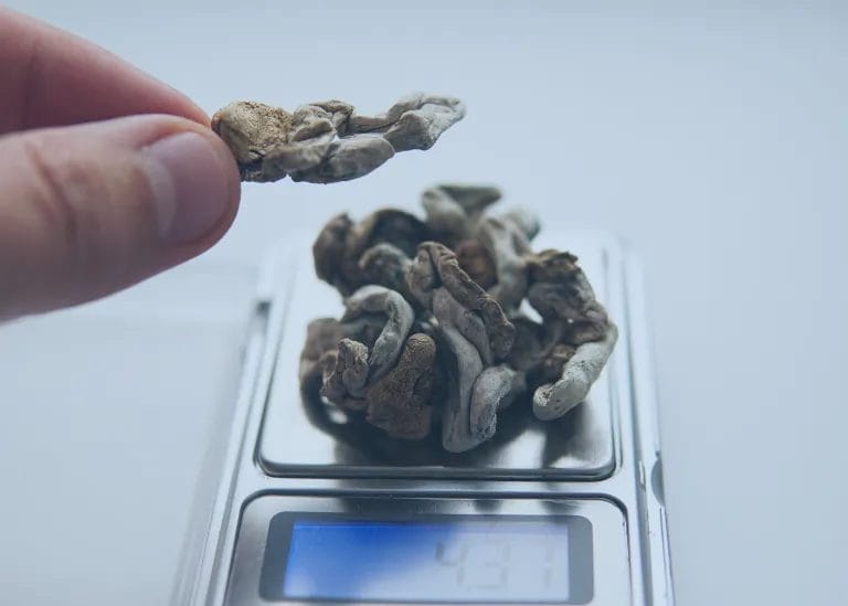 2. What Are Psilocybin Mushrooms