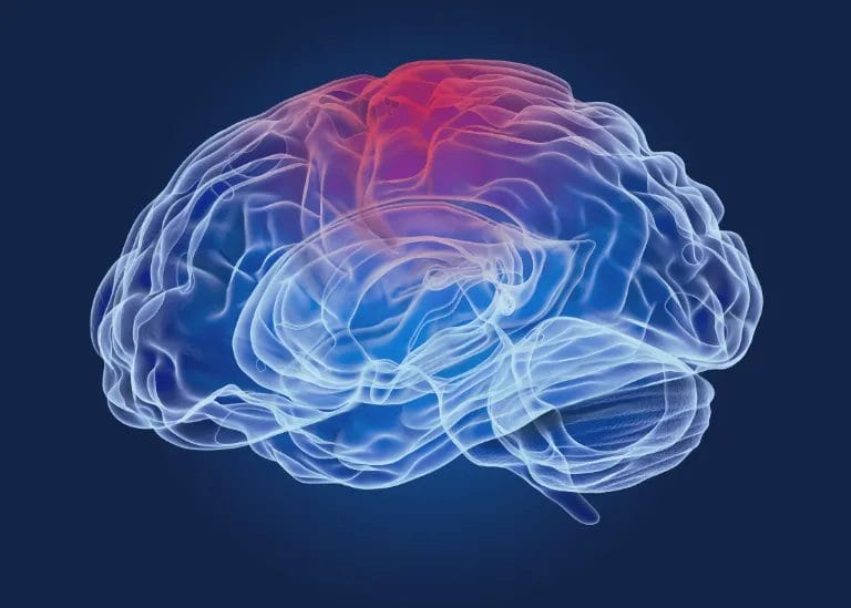 3. The effect of magic mushrooms On The Brain