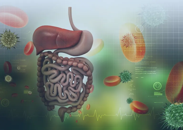 Do Mushrooms Show Up On a Drug Test 8 3. an example view of Your body digestion of edible drugs