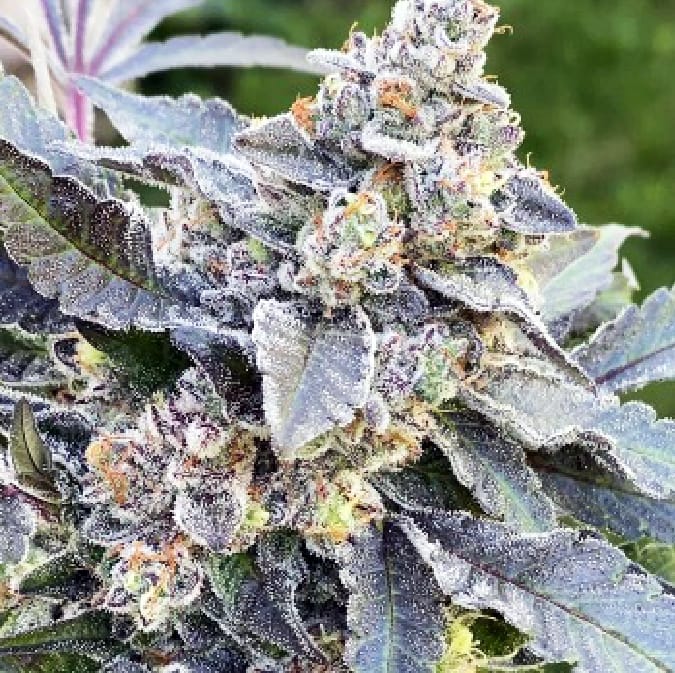 Feminized Cannabis Seeds | Blueberry Kush