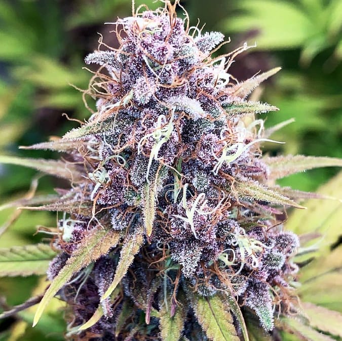 Huckleberry Soda is a highly sought-after, clone-only cannabis strain from Annunaki Genetics. It is a mostly indica strain that can be grown both indoors and outdoors, with a flowering time of approximately 58 days. The mother of this strain is Black Cherry Soda, a highly favoured cultivar, and the father is Huckleberry Hound, another quality strain. Annunaki Genetics carefully selected the best seeds from this cross and found two female keeper phenotypes and two male keeper phenotypes, with each sex producing one pink and one purple phenotype. The #4 female plant produces buds that are almost black, while the #5 phenotype has an exaggerated Black Cherry Soda plant appearance, with vivid pink buds and a red-skittles aroma that is highly coveted by cannabis enthusiasts. Huckleberry Soda is easy to grow, high-yielding, aromatic, and potent, making it a highly desirable addition to any cannabis collection.