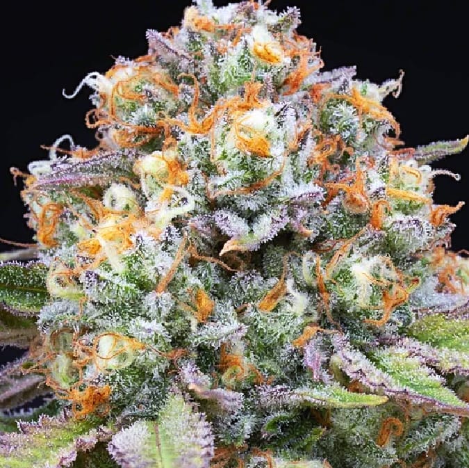 Sweet Gas is a well-balanced hybrid strain created by crossbreeding Gas Leak and Purple Sweets F2. The origins of this strain are shrouded in mystery, but it is known to produce a sweet and fruity aroma with hints of gas. This THC-dominant strain can be grown indoors, outdoors, or in a greenhouse, with a flowering time of around 63 days.