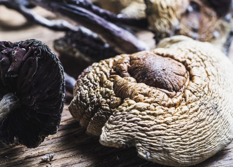 fresh shrooms