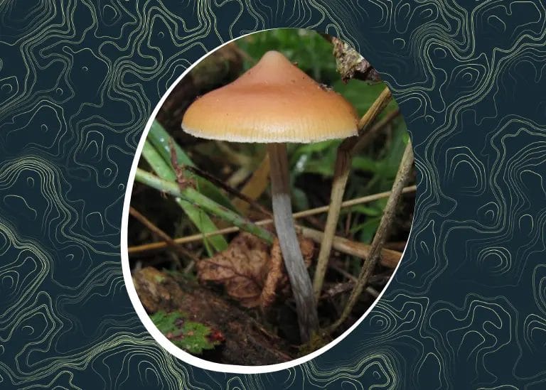What Is the Strongest Magic Mushroom 3 psilocybe azurescens 2
