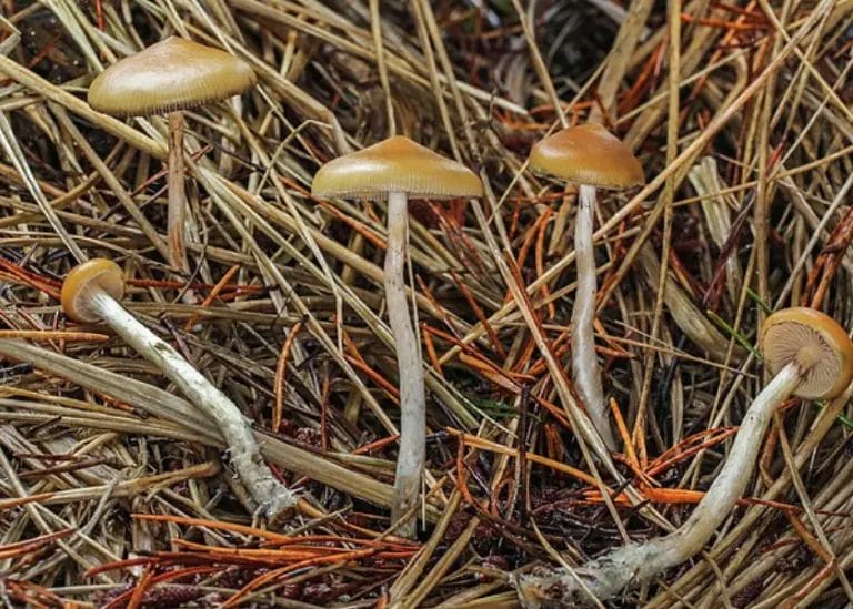 What Is the Strongest Magic Mushroom 2 psilocybe azurescens