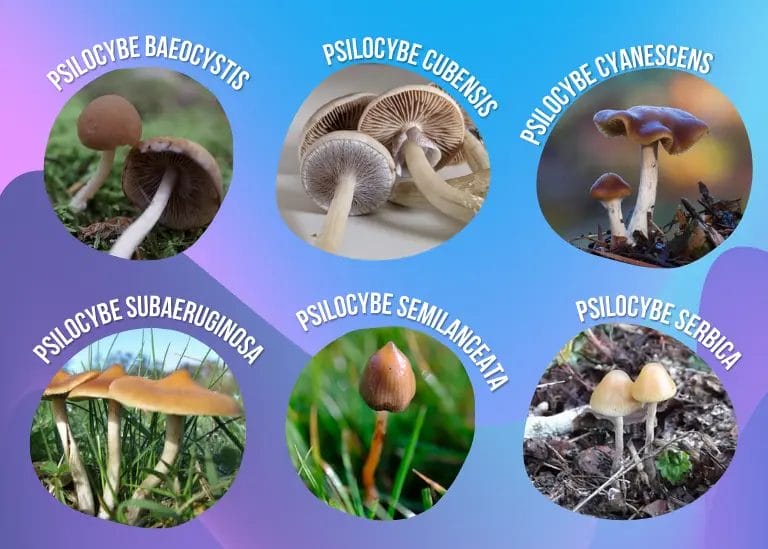 What Is the Strongest Magic Mushroom