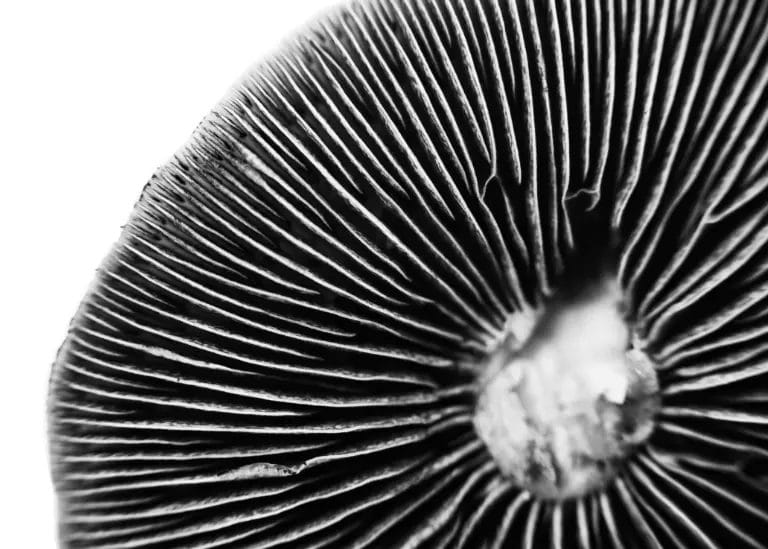 mushroom spores