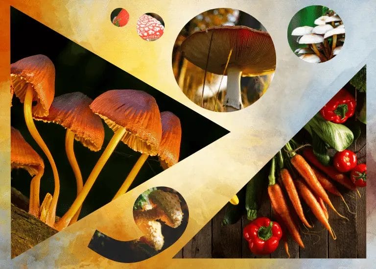 mushrooms vs vegetables