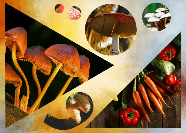 Are Magic Mushrooms Vegan 3 mushrooms vs vegetables