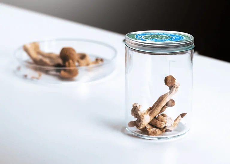 shrooms in mason jars