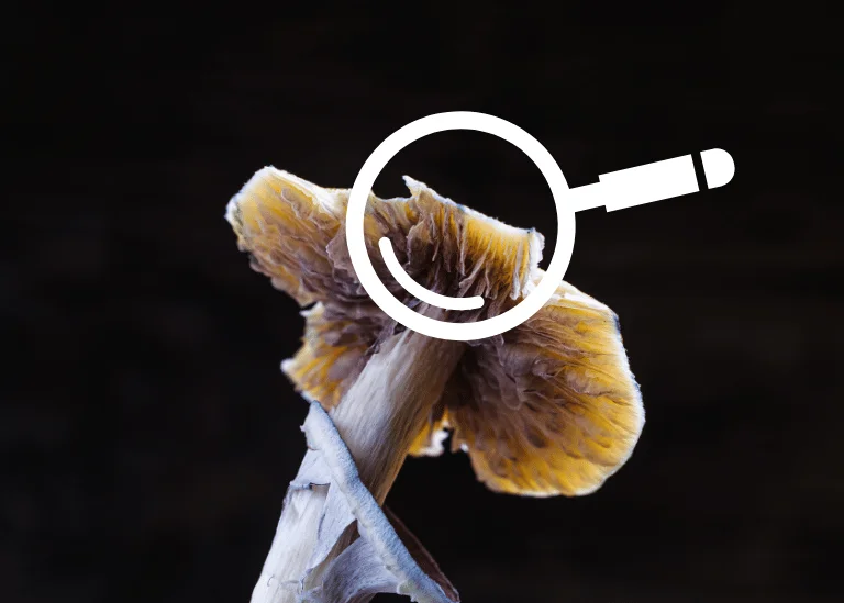 Do Magic Mushrooms Expire 2 the sight of mould growing on magic mushrooms