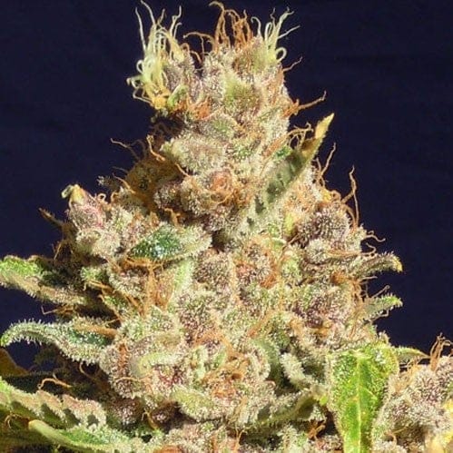 Alien Gorilla