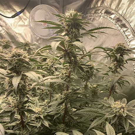 Death Bubba 4 Death Bubba - Image 4