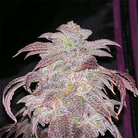 Peanut Butter Rockstar