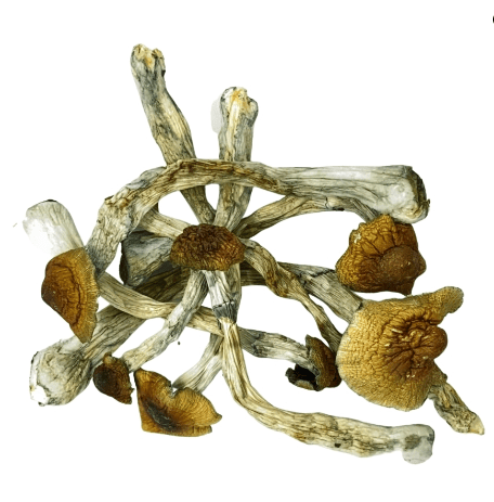 Tidal Wave Mushrooms