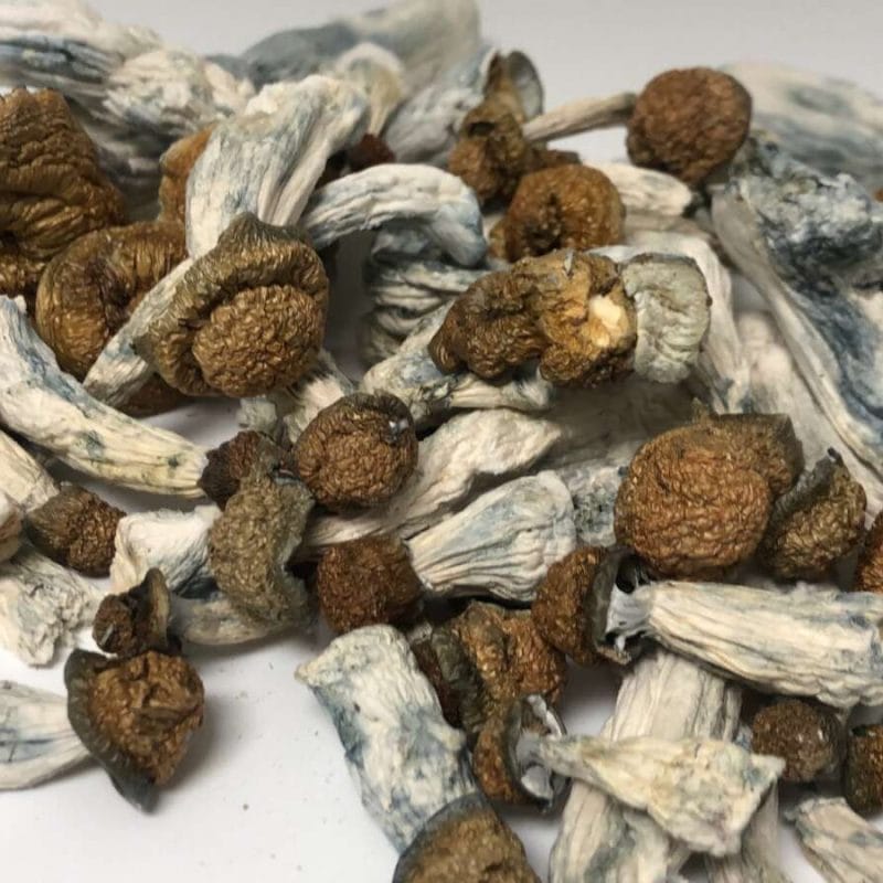 Makilla Gorilla Mushrooms