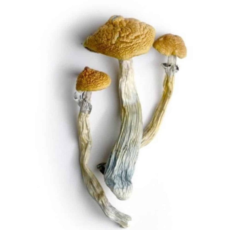 Hillbilly Magic Mushrooms