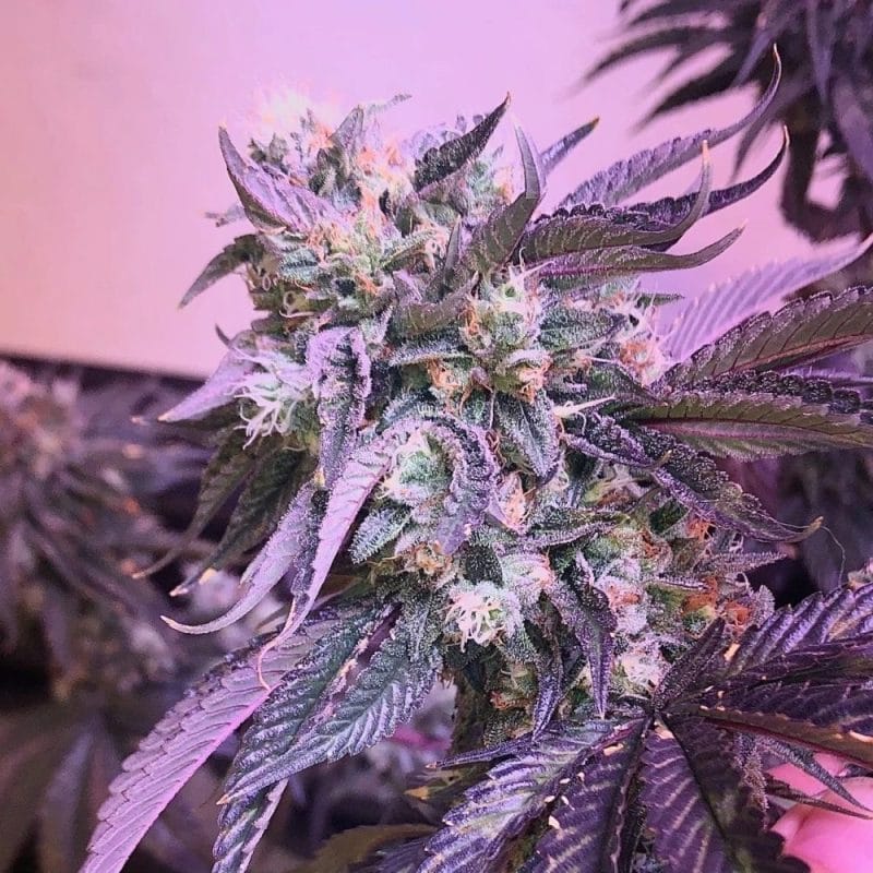 Death Bubba 2