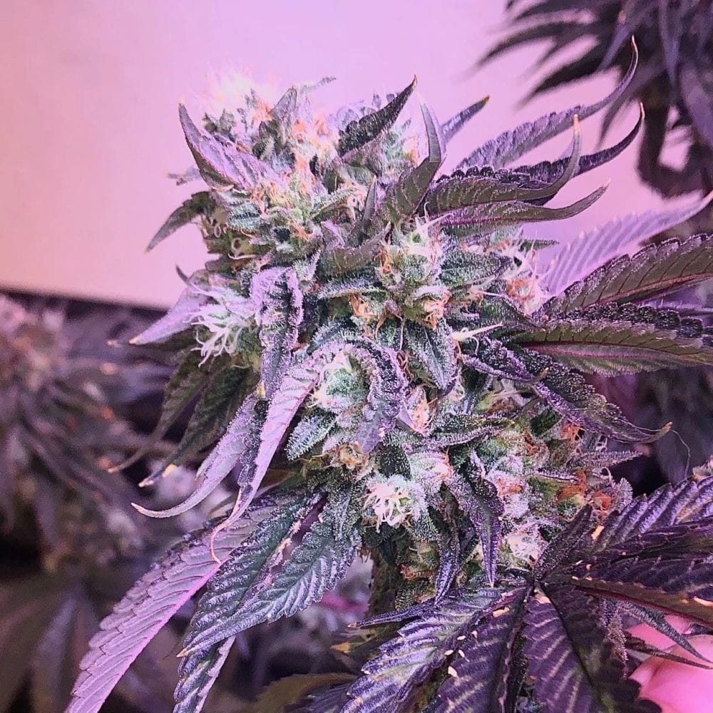 Death Bubba 2 1 Death Bubba 2