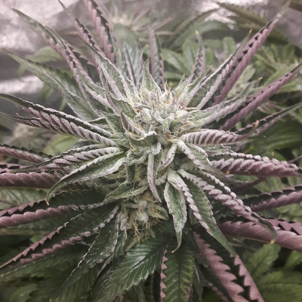 Death Bubba 2 3 Death Bubba 2 - Image 3