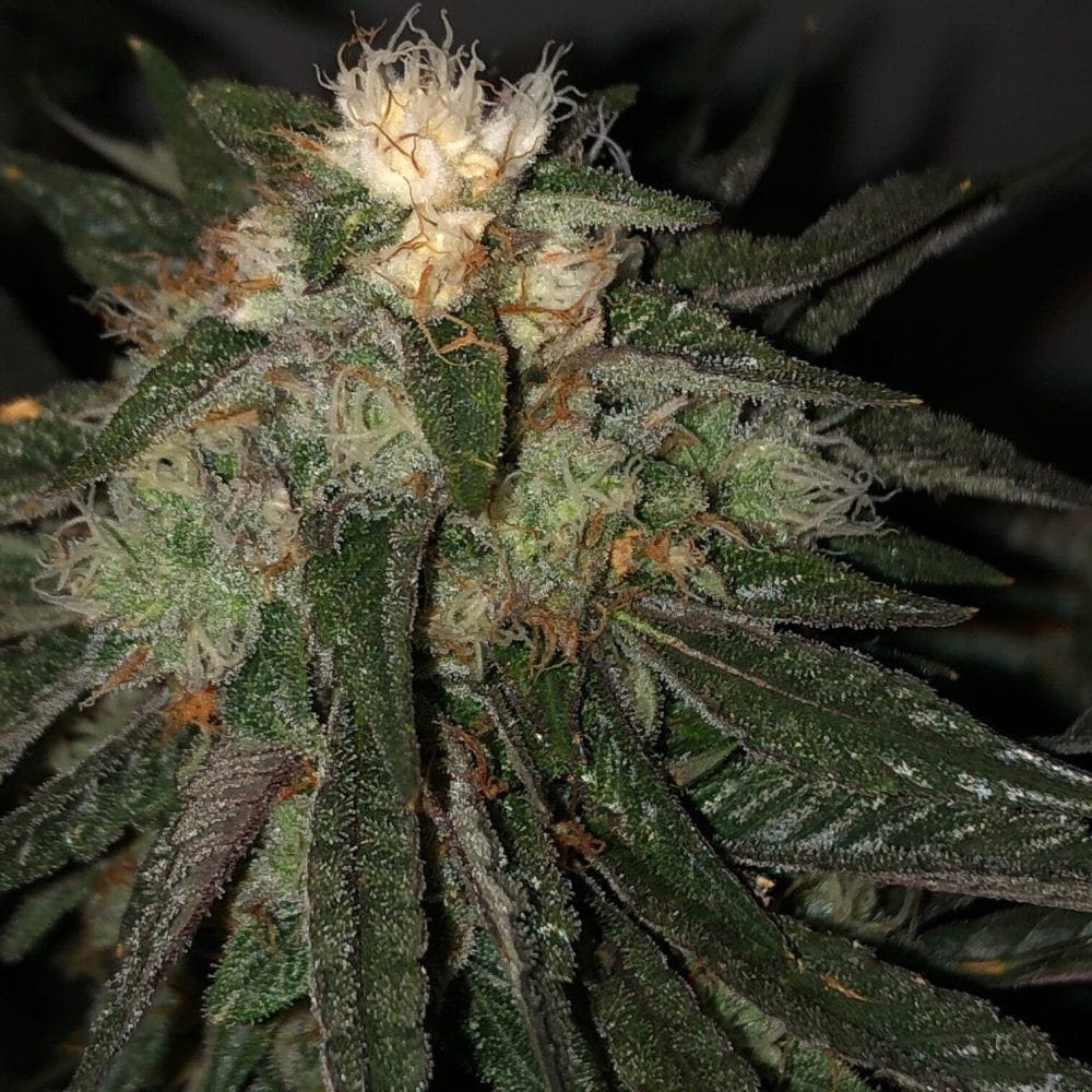 Death Bubba 2 4 Death Bubba 2 - Image 4