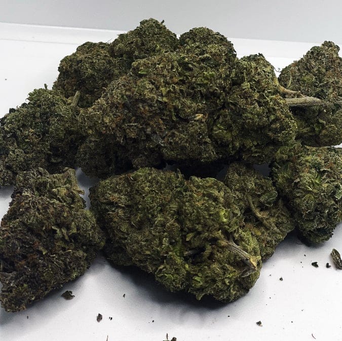 Gas Mask by Pacific NW Roots is a funky strain with an aroma so pungent, you might need a gas mask. Created by backcrossing a Cherry Pie and Alien Kush F2 hybrid, Gas Mask reeks of fuel with a distant note of overripe citrus. This strain was created through a collaboration with Exotic Genetix, a Pacific Northwest mainstay. Gasmask has an 8 to 9 week flowering period and a medium-sized yield for attentive growers. This pungent phenotype is known for its strong, long-lasting high, so mind your dosage. Anticipate a heavy, mind-numbing cerebral sensation that evaporates stress as it sinks into the limbs.