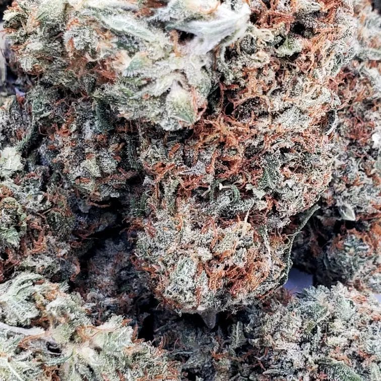 Sunset Sherbert (AAA+)